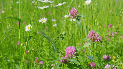 Flowering purple flowers of red clover close-up, trifolium pratense. Soft and blur conception....