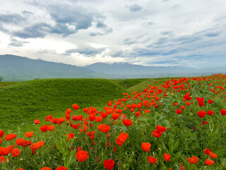 Beautiful flowers of red poppies in the mountains. Spring landscape