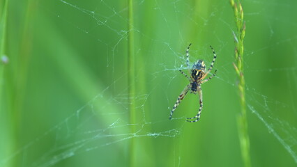 European garden spider on green blur background. Giant spider on spiders web or cobweb.