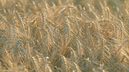 Big field in countryside. Harvest and harvesting concept. Beautiful vast yellow field of ripe wheat plants. Bokeh.