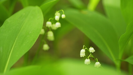 Flowers of lily of valley. Delicate fragrant flower bloomed. Convallaria majalis. Slow motion.