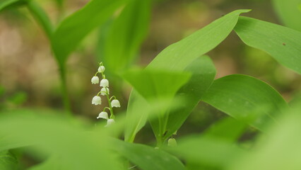 Beautiful forest lily of valley as an element of wildlife. Convallaria majalis. Slow motion.