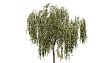 Green wide tree cut out - weeping willow (salix babylonica) - 3D Illustration