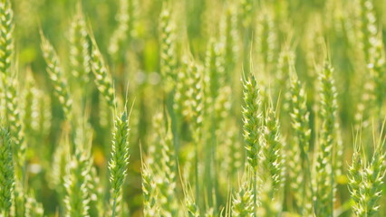 Ripe cereal harvest. Beautiful nature, rural scenery. Rural scenery under shining sunlight. Close up.