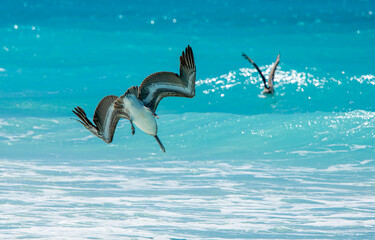 A brown pelican, Pelecanus occidentalis, dives into the turquoise waters of the Caribbean Sea.
