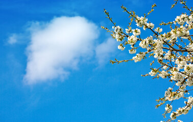 Cherry flowers isolated on blur sky background.
