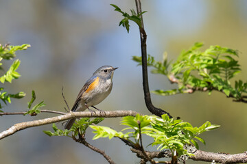 Male Red-flanked Bluetail perching on a branch