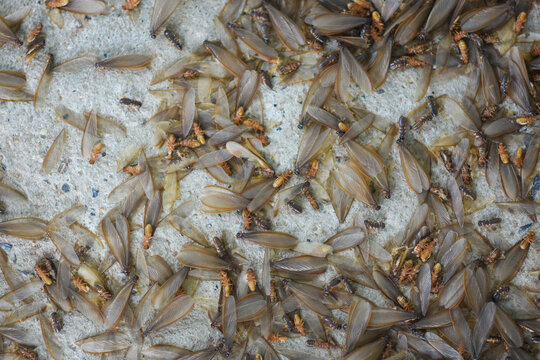 Lots of winged insects, termites, alates on the ground.