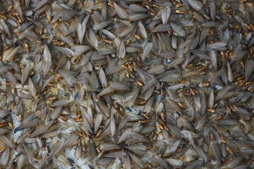 Lots of winged insects, termites, alates on the ground.