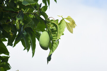 Fresh green mangoes on the tree