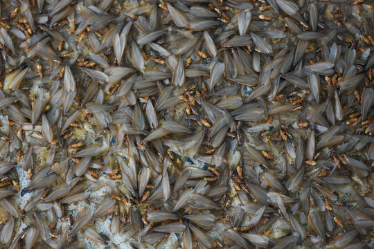 Lots of winged insects, termites, alates on the ground.