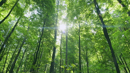 Transition from summer to early autumn season. Large branches growing in dense forest. Time lapse.