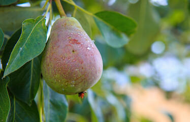 Pear on the tree isolated on blur background.