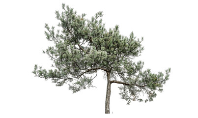 Fototapeta premium Grande albero verde, cut out. su sfondo trasparente.