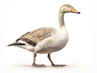 Obraz premium Goose bird isolated on white background