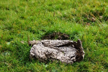 Obraz premium Cow dropping in the grass