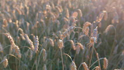 Field of ripe golden wheat. Cultivation spikelets for bread production. Concept of agriculture,...