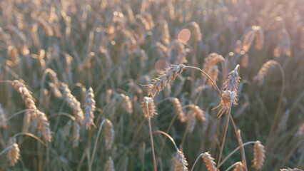 Fototapeta premium Field of ripe golden wheat. Cultivation spikelets for bread production. Concept of agriculture, fertility, cultivation of land. Wide shot.