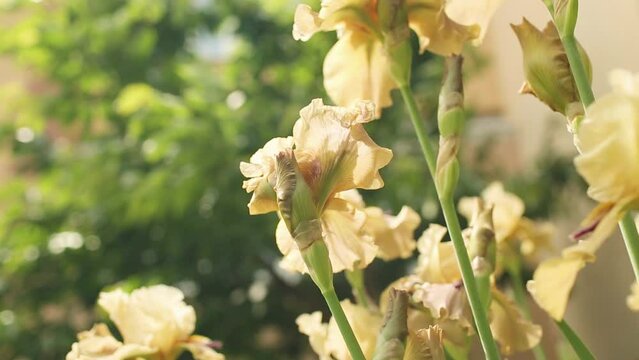 Beige Iris flowers. Iris germanica Coffee Malt.