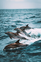 A flock of dolphins leaps out of the blue ocean water