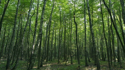 Fresh green deciduous forest. Sunlight in the green forest, summer time. Time lapse.