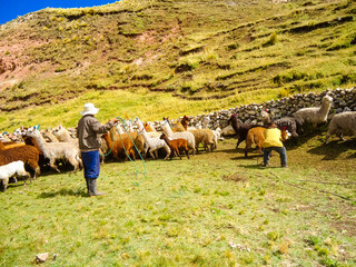 COSECHA DE LANA EN LA REGION AYAUCHO, PERU.