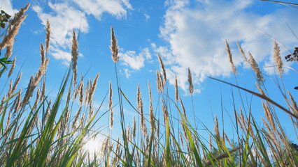 Field of swaying reeds at sunset in fall autumn sways in wind. Wild grass sway from wind on nature...