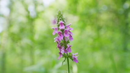 Obraz premium Pink flowers of summer lawn. Marsh hedgenettle or hedge-nettle. Marsh woundwort. Close up.