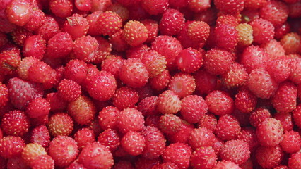 Ripe wild red strawberries. Harvested fresh berry. Close up.