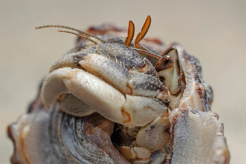 Portrait shot of a hermit crab
