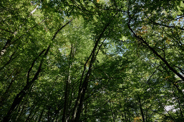 Tranquil Forest Canopy A Serene View of Trees Under a Clear Blue Sky in Nature's Beauty