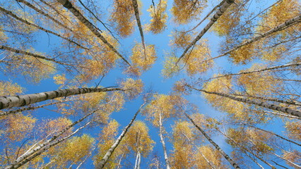 Yellow autumn leaves in forest. Sunny day weather. Autumn trees. Wide shot.