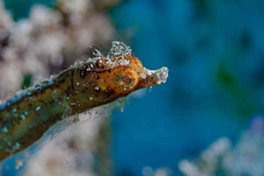 Zwerg-Nadelpferdchen, Pygmy Pipehorse (Acentronura breviperula)