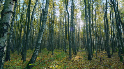 Fototapeta premium Roe deer. Autumn forest in sunlight with beautiful orange foliage. Sunrise in autumn forrest on tree background. Wide shot.