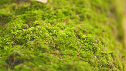 Forest green moss on stump. Yellow leaf on green moss in autumn forest. Selective focus.