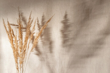 Dried meadow grass spikelets and soft abstract floral sunlight shadows on blurred linen neutral taupe light brown cloth background, natural sustainable earthy background in bohemian style