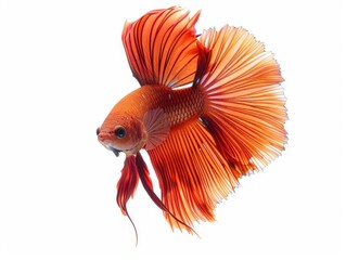 Fototapeta premium Betta fish isolated on white background.