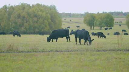 Black cow grazes in a pasture. Animals and nature concept. Black cows grazing in rural countryside. Real time.