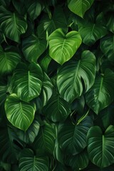tropic leaves background