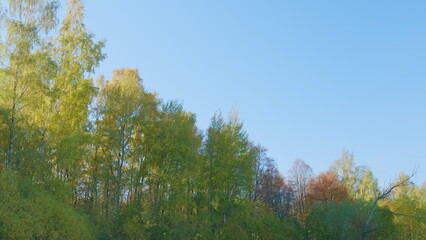Panorama of multi colored trees and autumn sunshine. Beautiful orange autumn colors in a tree. Real...