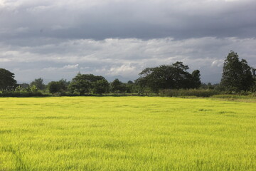field and blue sky