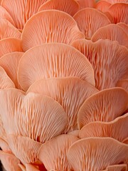 Macro photo of large oyster mushrooms.