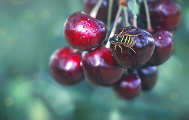 Branch of ripe cherries on a tree in summer garden and wasp .