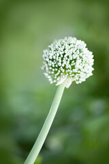 Beautiful white flower of chives isolated on green background
