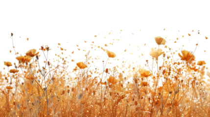Flower grass petals on white background