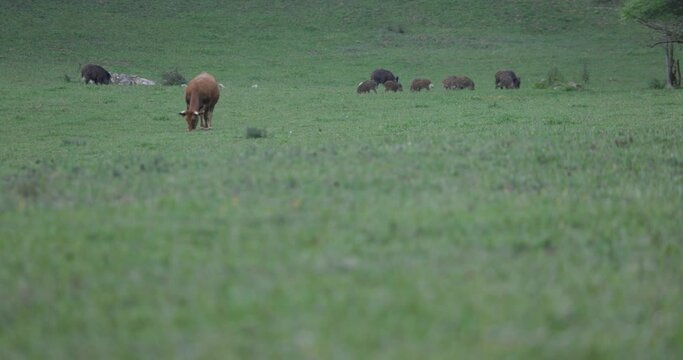 Group of cute wild boar herd with piglets in green field grazing and walking next to cow eating fresh grass at dusk