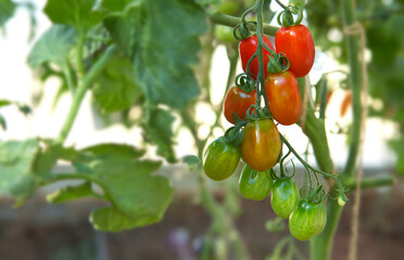 Cocktail tomatoes in the home garden .