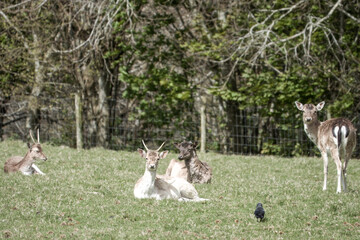 fallow deer and jackdaw in the countryside