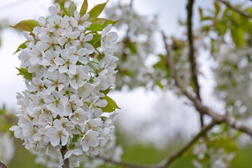 Macro shot of white cherry flowers isolated on blur sky background.