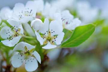 Beautiful spring pear tree blossoms against a blurred background.